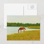 Jolie carte postale Cheval (Devant / Derrière)