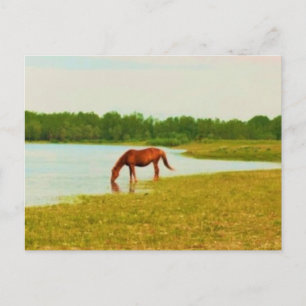 Jolie carte postale Cheval
