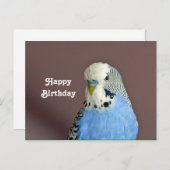 Jolie carte postale d'anniversaire avec perroquet  (Devant / Derrière)