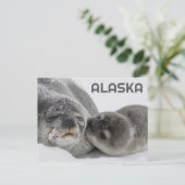 Jolie carte postale de bébé phoque d'Alaska et mam (Debout devant)