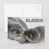 Jolie carte postale de bébé phoque d'Alaska et mam (Devant / Derrière)