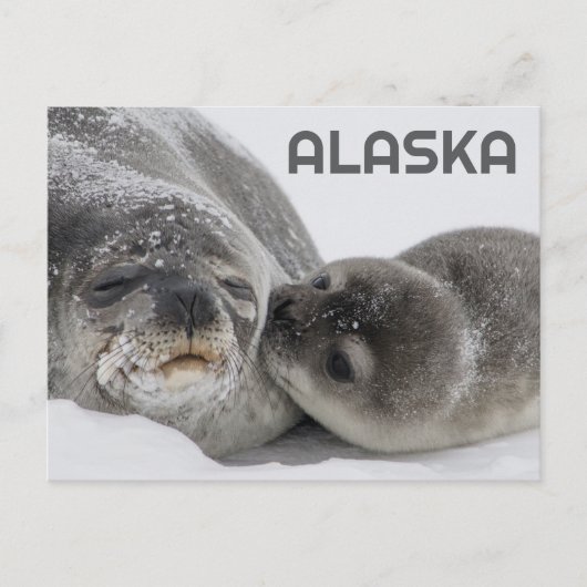 Jolie carte postale de bébé phoque d'Alaska et mam (Devant)