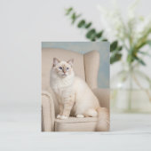 Jolie Carte Postale de Chat Blanc Yeux Bleus (Debout devant)