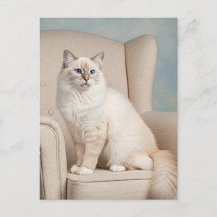 Jolie Carte Postale de Chat Blanc Yeux Bleus