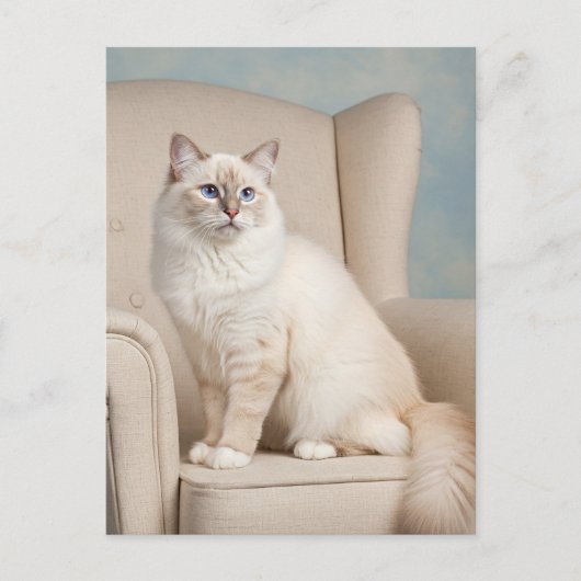 Jolie Carte Postale de Chat Blanc Yeux Bleus (Devant)
