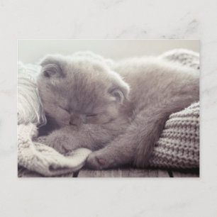 Jolie carte postale de chaton d'amour Bonjour Tu m