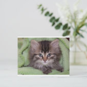 Jolie carte postale de chaton gris sur couverture (Debout devant)