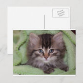 Jolie carte postale de chaton gris sur couverture (Devant / Derrière)