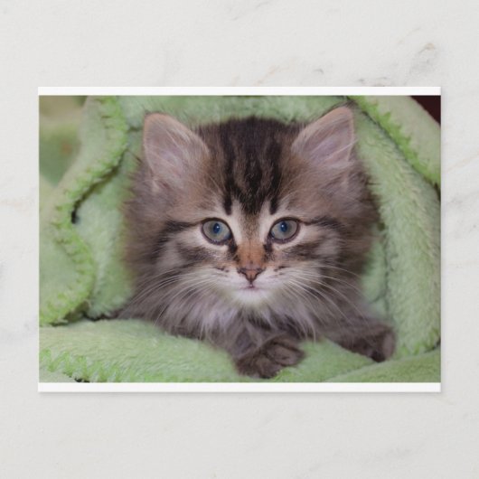 Jolie carte postale de chaton gris sur couverture (Devant)