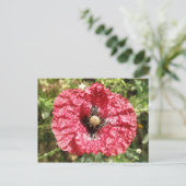 Jolie carte postale de la fleur rouge (Debout devant)