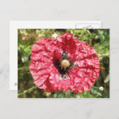 Jolie carte postale de la fleur rouge (Devant / Derrière)