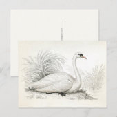 Jolie carte postale d'illustration de cygne Vintag (Devant / Derrière)