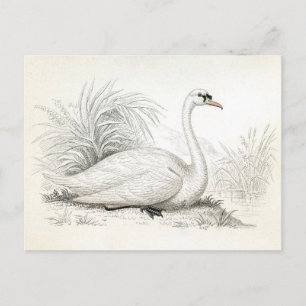 Jolie carte postale d'illustration de cygne Vintag