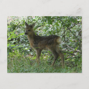 Jolie carte postale DIY de chevreuil dans la forêt