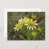 Jolie carte postale fleur sauvage Jaune (Devant / Derrière)