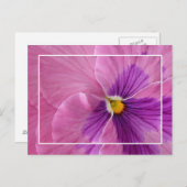 Jolie carte postale Pansie (Devant / Derrière)