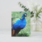 Jolie carte postale Paon (Debout devant)