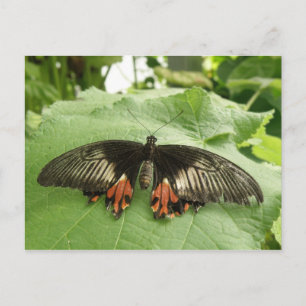 Jolie carte postale Papillon noir rouge et or