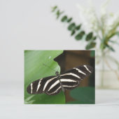 Jolie carte postale Papillon Zebra Longwing (Debout devant)