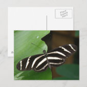 Jolie carte postale Papillon Zebra Longwing (Devant / Derrière)