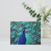 Jolie carte postale Peacock (Debout devant)