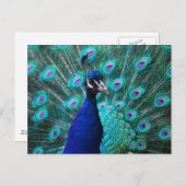 Jolie carte postale Peacock (Devant / Derrière)