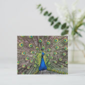 Jolie carte postale Peacock (Debout devant)