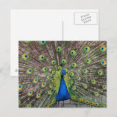 Jolie carte postale Peacock (Devant / Derrière)