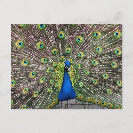 Jolie carte postale Peacock (Devant)