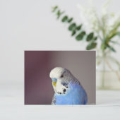 Jolie carte postale photo Blue Budgie (Debout devant)