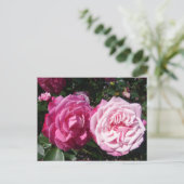 Jolie carte postale photo de rose vintage rose (Debout devant)