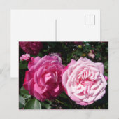 Jolie carte postale photo de rose vintage rose (Devant / Derrière)