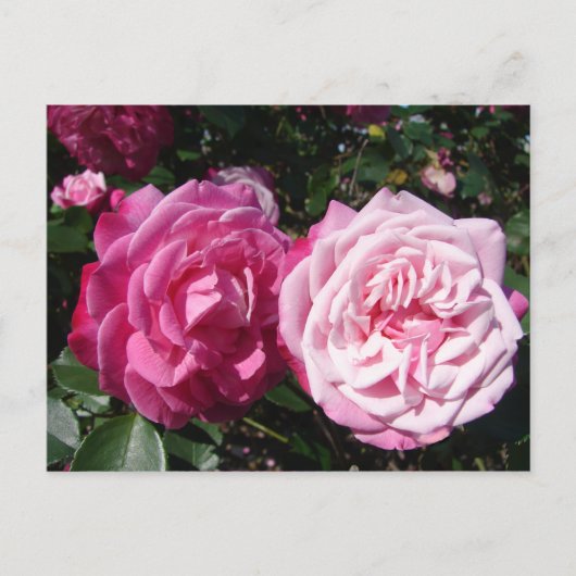 Jolie carte postale photo de rose vintage rose (Devant)