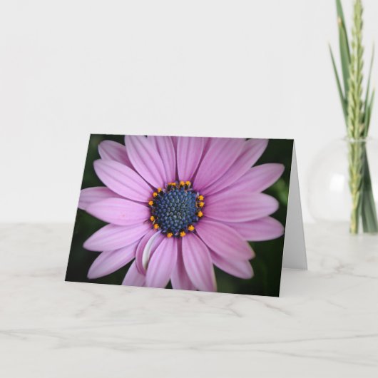 Jolie carte violette africaine Daisy Flower Art (Devant)