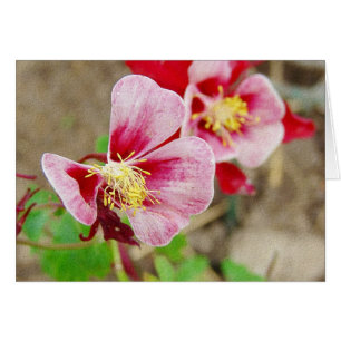 Jolie Columbine Flower Toutes les Occasions