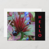 Jolie croûte de Ladybug. Carte postale HELLO Texte (Devant / Derrière)
