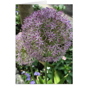 Jolie Fleurs violettes Allium Garden NYC Photo