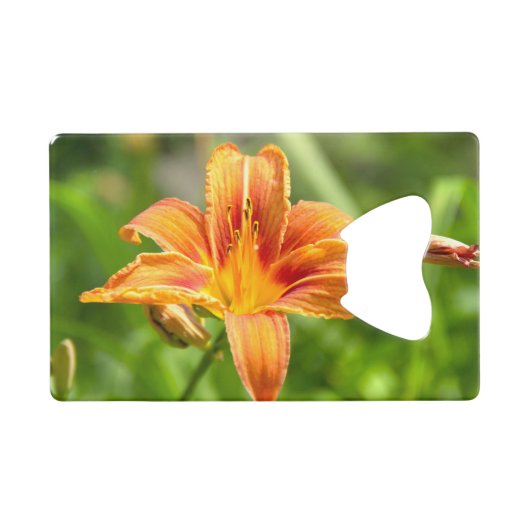 Jolie grande fleur Lily photo (Devant (Horizontal))