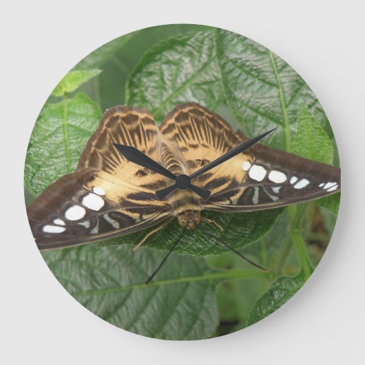 Jolie horloge de papillon Tropical Clipper (Recto)