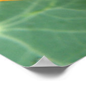Jolie impression de fleurs de Nasturtium orange (Coin)
