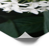 Jolie impression de fleurs tropicales blanches (Coin)