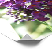 Jolie impression de fleurs violettes de Buddleia (Coin)