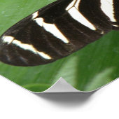 Jolie impression de papillon Héliconius charithoni (Coin)