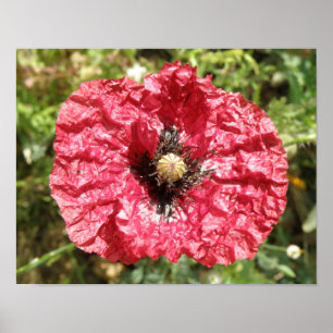 Jolie impression macro de fleur de pavot rouge