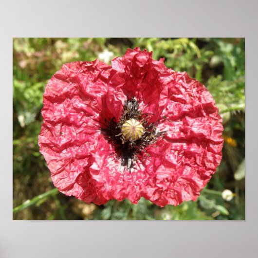 Jolie impression macro de fleur de pavot rouge (Devant)