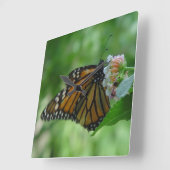 Jolie Monarque Papillon Carré Horloge murale (Angle)