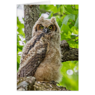 Jolie Owlet