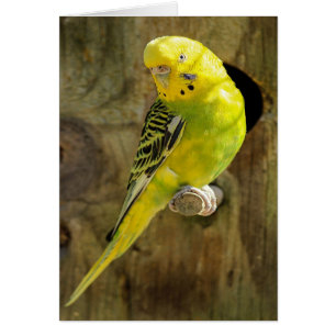 Jolie Parakeet Jaune