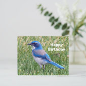 Jolie photo de carte d'anniversaire de geai buisso (Debout devant)