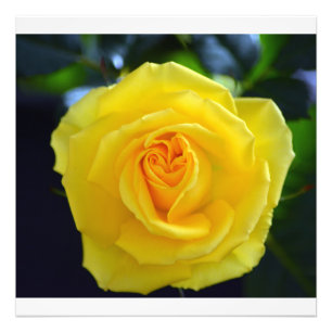 Jolie photo de fleurs de rose jaune.